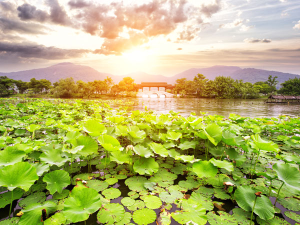 Appreciate Lotus Flowers at West Lake