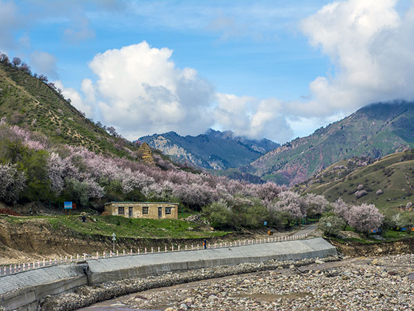 Xinjiang Apricot Blossome