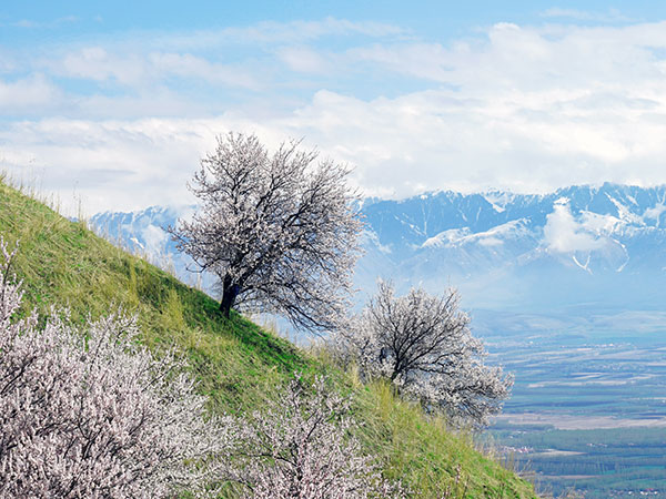 Ili Apricot Blossom