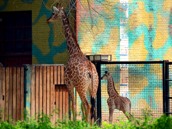 Beijing Zoo