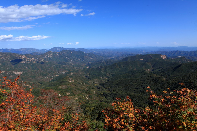 Golden Autumn in Beijing: the Most Beautiful Birch Forest