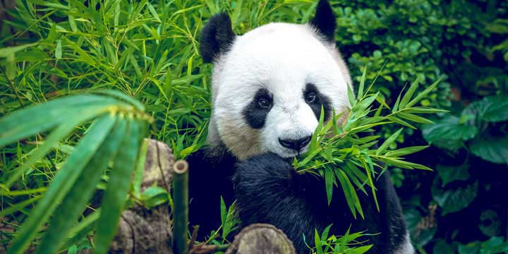 Giant Panda-Chengdu One Day Tour