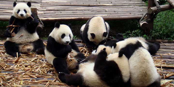 Pandas