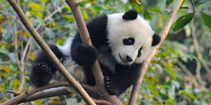 Giant Panda