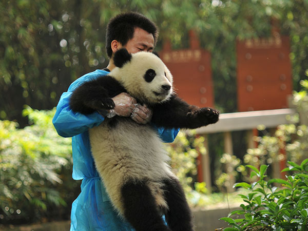 Giant Panda