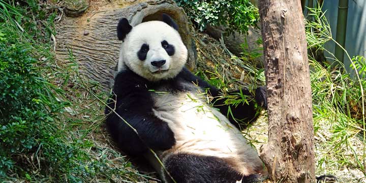 Chengdu Research Base of Giant Panda Breeding