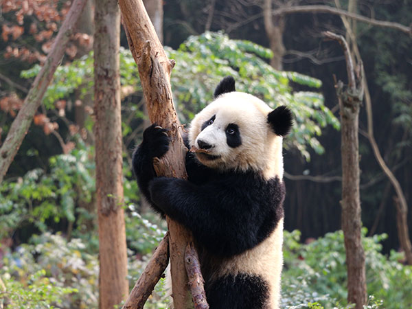 Chengdu