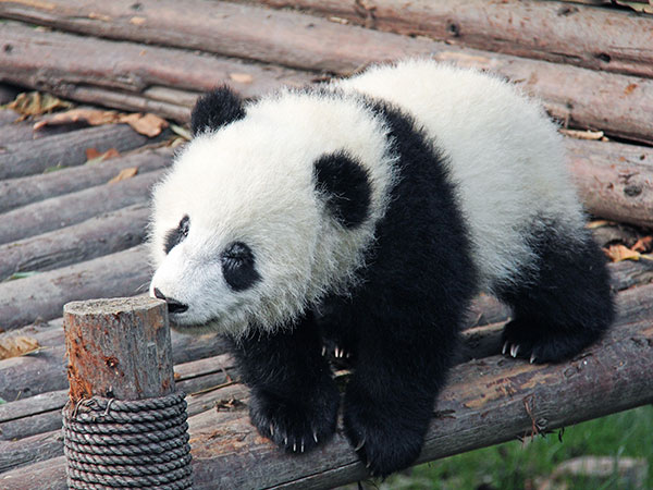 Things to Do in Chengdu for Families with Kids