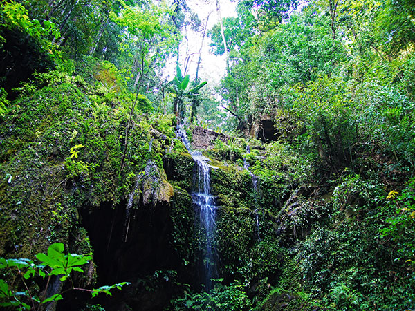 Jinghong Primitive Forest Park