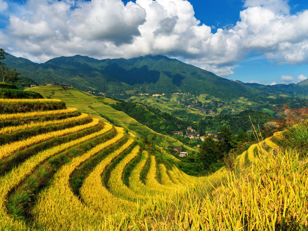 Longji Tice Terrace