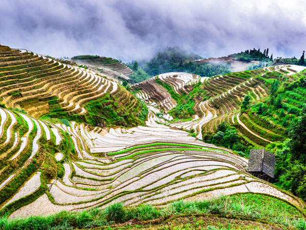 Longji Rice Terraces