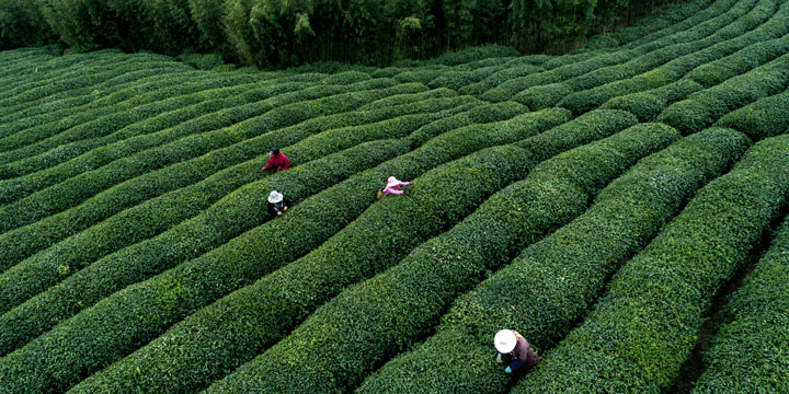 Meijiawu Tea Village