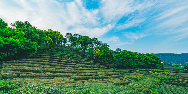 Meijiawu Tea Plantation