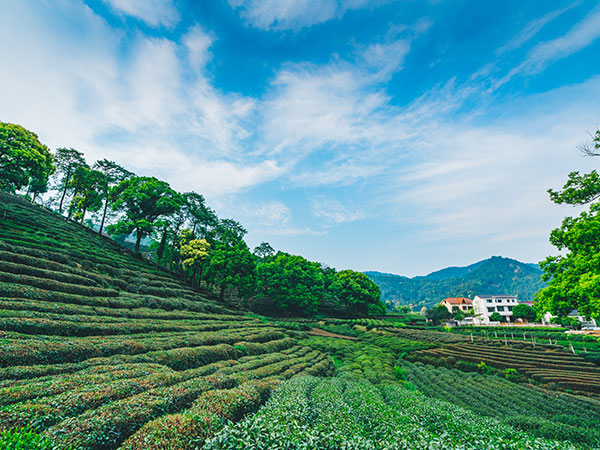 Meijiawu Tea Plantation