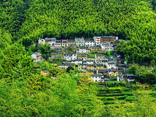 Mukeng Zhuhai Bamboo Forest