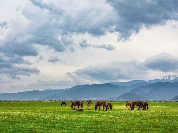 Grassland in Shangri-La