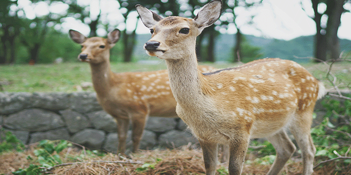 Nara Deer Park