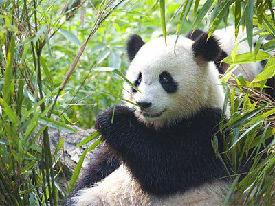 Giant Panda Facts