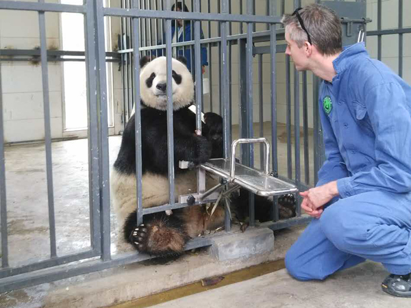 Join Panda Volunteer Program in Dujiangyan Base