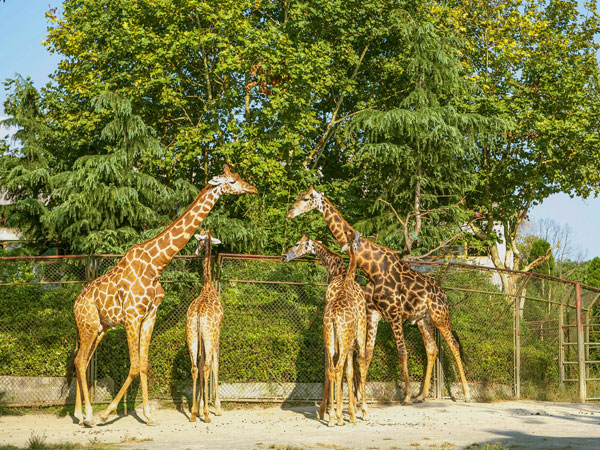 Shanghai Wildlife Park