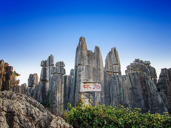 Stone Forest