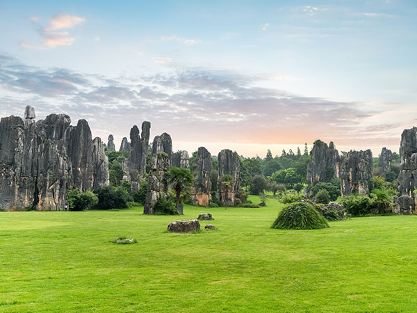 Stone Forest