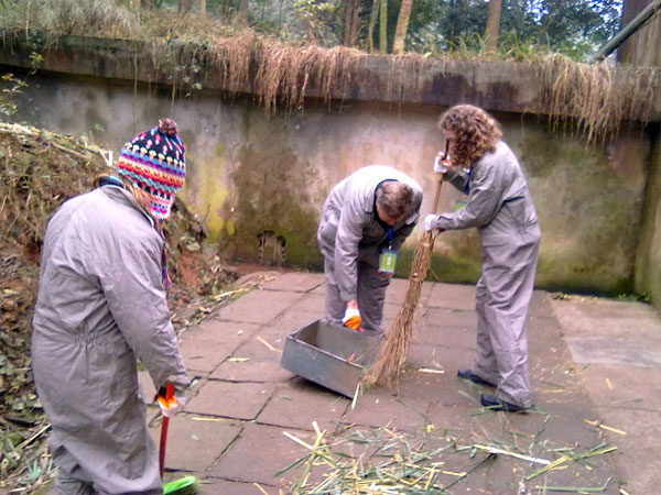 giant panda volunteer