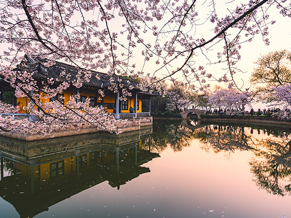 Lost in Cherry Blossom Cluster in Wuxi Tortoise Head Garden