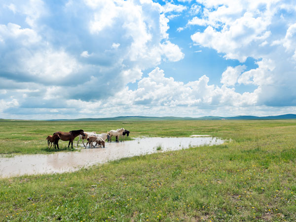 Xilingol Grassland 