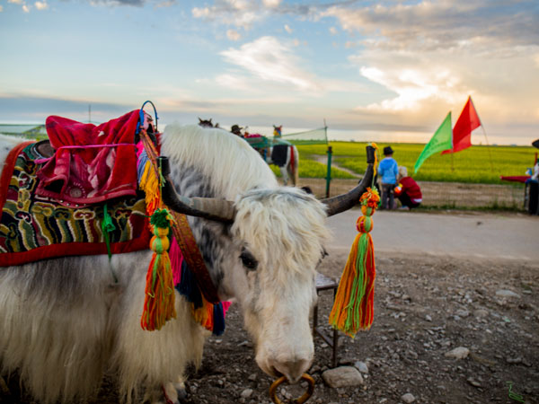 tibetan yals