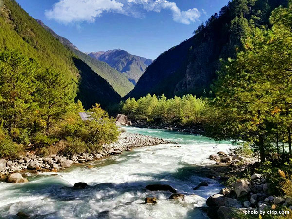 Linzhi Spruce Forest