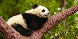 China Giant Panda